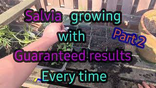 2021 How to grow salvias from seed with guaranteed results Part 2 [upl. by Merriman]