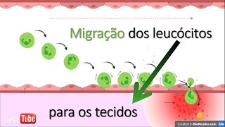 Migração de leucócitos para instauração da inflamação [upl. by Ogilvy828]