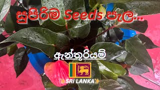 ලස්සන Seeds ඇන්තුරියම් පැල සමග වර්ග රාශියක්👻❤️Alankara Plants 🌱 0711656785Subscribe viralvideo [upl. by Bart]