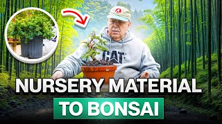 How to make a bonsai from nursery material [upl. by Marti]