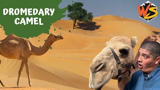 Dromedary Camel Facts What Is Their Greatest Survival Trick [upl. by Bowlds842]