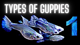 Guppy Fish Care – 50 Different Types of Guppies  Part 1 [upl. by Ycat403]