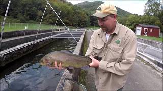 Raising Trout in Virginia  Episode 1 [upl. by Muffin]