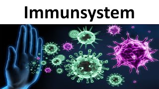 Immunsystem Einführung  Zusammenfassung  Biologie Oberstufe [upl. by Anaynek]