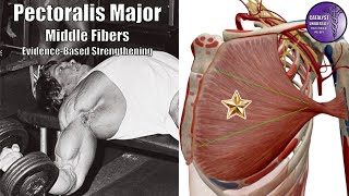 Pectoralis Major Part 2  Middle Fibers  Strengthening Best Practices [upl. by Lokcin]