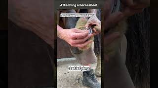 Attaching a horseshoe equinehealth horsecare cat rescue shorts horsecare wood [upl. by Scoville]