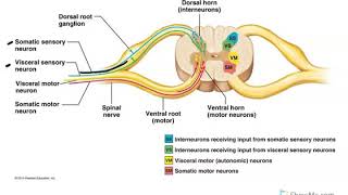 Dorsal and Ventral Horns of the Spine [upl. by Otrebogir]