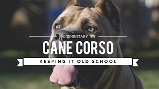 CANE CORSO KEEPING IT OLD SCHOOL [upl. by Alorac73]