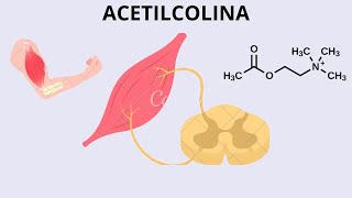 ACETILCOLINA Bioquímica funciones receptores y farmacología [upl. by Alimat]