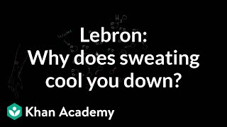 LeBron Asks Why does sweating cool you down  NCLEXRN  Khan Academy [upl. by Atterbury215]