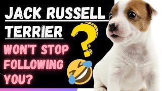 Why Does My Jack Russell Terrier Follow Me Everywhere 4 Primary Reasons [upl. by Xuagram]