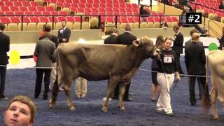 Brown Swiss Cow [upl. by Porter]