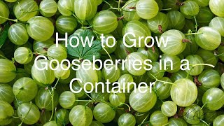 How to Grow Gooseberries in a Container [upl. by Eninnaj]