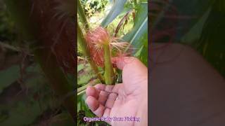 Organic Baby Corn Picking babycorn babycornfarming corn cornleaf cornlovers cornfarm corns [upl. by Izy]