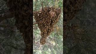 Swarm Clusterbivouacwaggledance [upl. by Mackoff462]