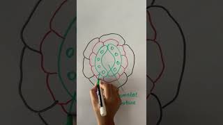 Stomata diagram biology [upl. by Aden]