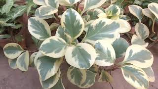 Variegated Peperomia and its care Mita Bishnoi Garden tips [upl. by Retrop]