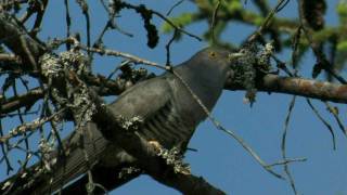 COMMON CUCKOOFinland [upl. by Nad]