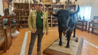 LM visita a las ganaderia de quot quotVICTORINO MARTIN quot en EXTREMADURA CORIA MORALEJA🐃🇪🇦😊🌳 [upl. by Cyrille]