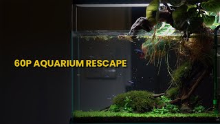 60p 17gal aquarium community tank rescape [upl. by Otrebliw]