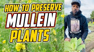 How to Preserve and Transplant Mullein Plants StepbyStep Guide [upl. by Adnilev]