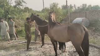 Horse breeding gone wrong   Equine reproduction  Shaheen061 [upl. by Irret703]