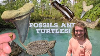 I Found a 40 MILLION Year Old Tooth in a Creek With Prehistoric Turtles [upl. by Ahsiena]