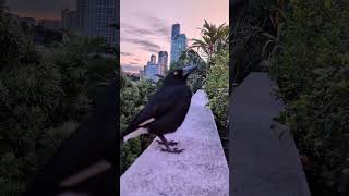 Left Eye the Currawong is the ultimate frequent flyerdrops by daily to say Gday [upl. by Courtenay]