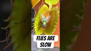 Flytrap Tricks Fly by Being Slow [upl. by Akoyn]