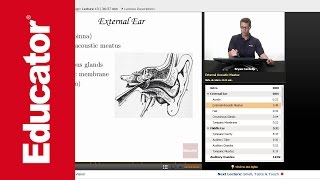 Ear Anatomy and Physiology of Hearing [upl. by Ibor]