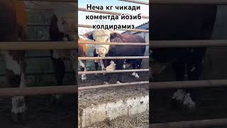 100 FOYIZ TOZA GIRIMFORT buqa buqaboqish buqalar mol qoy cow qoybozor molbozor hokiz [upl. by Kelbee711]