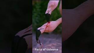 Why does the flamingo bird feed red milk to its baby flamingobird [upl. by Sadowski101]