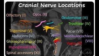 denervation of head and neck muscles 346 [upl. by Nelubez856]