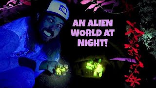 An ALIEN World at NIGHT  UV Rockhounding and Exploring in Florida  Fossil Calcite Claims amp More [upl. by Riancho]