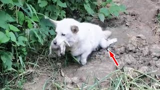 Paralyzed stray dog ​​mother holds newborn puppy in mouth looking for a shelter [upl. by Finley]