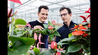 Maak kennis met Stolk Brothers Genomineerd voor de Tuinbouw Ondernemersprijs 2024 [upl. by Yelwah]