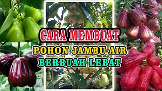 CARA MEMBUAT POHON JAMBU AIR BERBUAH LEBAT [upl. by Hsevahb]