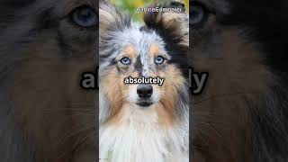 Shetland Sheepdog vs Border Collie Which Herding Breed is Best for You [upl. by Akinom]