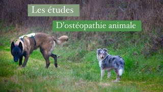 FAQ  mes études d’ostéopathie animale [upl. by Karub]