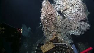 Endeavour Hydrothermal Vents  Nautilus Live [upl. by Inajna]