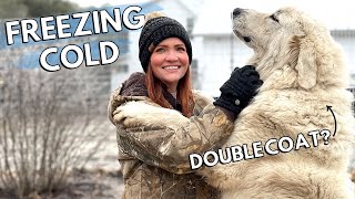 How cold is too cold for Great Pyrenees dogs outside  Livestock Guardian Dogs [upl. by Adnahsar]