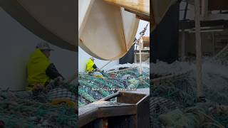 Pollock Fishing Explained commercialfishing alaska [upl. by Ikoek707]