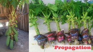 papaya air layering propagation video using cocopeat 100 [upl. by Norvell117]