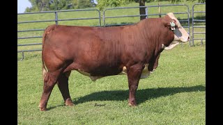 2024 Mohican Farms and Guests Sale  Lot 57 [upl. by Nennarb944]