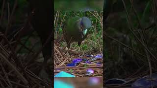 Bird that understands interior design Bowerbirds animals nature wildlife [upl. by Chapnick]