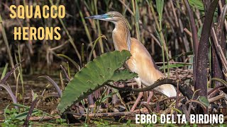 SQUACCO HERON Garcilla Cangrejera bird watching Ebro Delta Spain [upl. by Papagena]