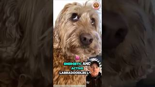 Labradoodle Dog Is A Great Family Pet shorts dog pets [upl. by Whitten]