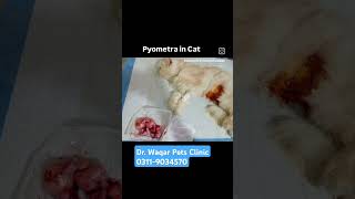 PyometraCat Surgery in Peshawar [upl. by Anestassia]