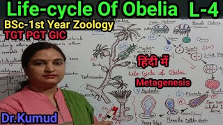 Obelia Lifecycle of Obelia BSc1st Year Zoology MetagenesisAlternation of GenerationL4PGTGIC [upl. by Haceber]