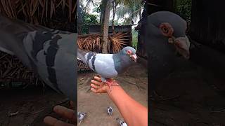 Pigeon call real sound pigeon kabotar youtubeshorts pigeoncall viralvideo [upl. by Alecram]